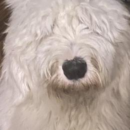 Sheepadoodle Puppies from Bns Sheepadoodles