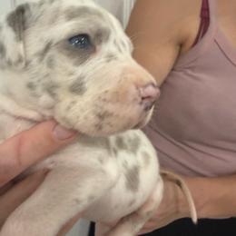 Leapord - Harlequin female Great Dane puppy in Florida from Beachside Kennels