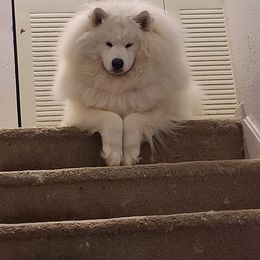 Samoyed All Grown Up from Stirling Silver Samoyeds