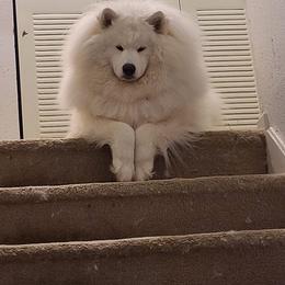 Samoyed All Grown Up from Stirling Silver Samoyeds