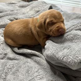 Green - Golden rust male Vizsla puppy in Maineville, Ohio from Izabella Vizslas