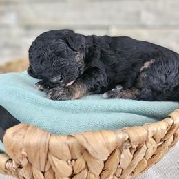 Euphrates - Phantom male Bernedoodle puppy in Marshall, Michigan from Whispering Aspen Homestead