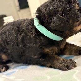 Goldendoodle and Poodle Puppies from Southern Stroll Poodles & Doodles