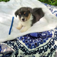 Pepper - Blue male Pembroke Welsh Corgi puppy in Aleppo, Pennsylvania from Donna's Corgis