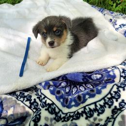Pepper - Blue male Pembroke Welsh Corgi puppy in Aleppo, Pennsylvania from Donna's Corgis