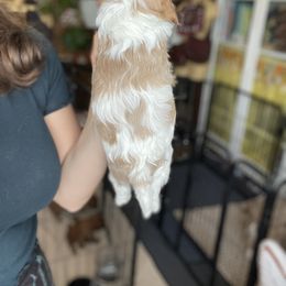 Cavalier King Charles Spaniel and Cavapoo Puppies from Larisa's Cavaliers