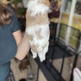 Cavalier King Charles Spaniel and Cavapoo Puppies from Larisa's Cavaliers
