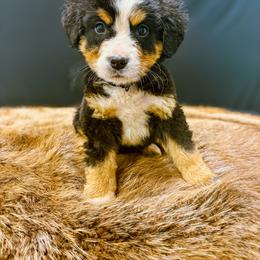 Timmy - Tri-color male Bernese Mountain Dog puppy in Alabama from Dogwood Creek Bernese