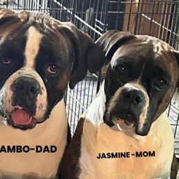 Boxer All Grown Up from Hunts Boxers