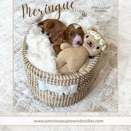 Meringue - Red  female Goldendoodle puppy in Bell Buckle, Tennessee from Precious Puptown Doodles