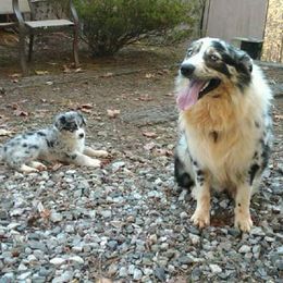 Australian Shepherds from Greyson’s Legacy Australian Shepherds