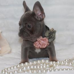 Violet - Blue female French Bulldog puppy in Collins, Georgia from Liberty Longhair Dachshunds