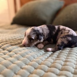 Lady - Blue merle female Toy Australian Shepherd puppy in Dayton, Washington from Columbia Coast Toy & Mini Aussies