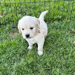 Male 4 - Light golden male Golden Retriever puppy in Garland, Texas from RFGoldens