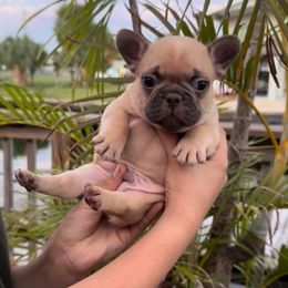 Cocoa Fawn Boy (Juice box and Babe Ruth) - Fawn male French Bulldog puppy in Gulf Breeze, Florida from SW Frenchies