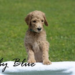 Baby Blue Collar - Cafe au lait Poodle puppy in Cleveland, Texas from Mayday Quality Poodles