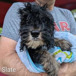Slate - Black and white male Cockapoo puppy in Sunset, Louisiana from Cano Cockapoos