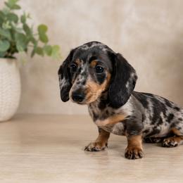 Pepper - Dapple female Dachshund puppy in Boston, Massachusetts from London’s puppies