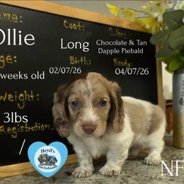 Ollie - Dapple male Dachshund puppy in Hoquiam, Washington from Heyd's Mini Dachshunds