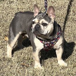 Mara - French Bulldog