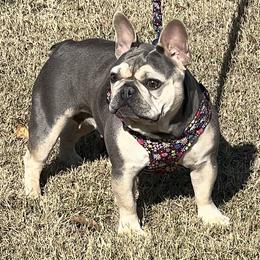 Mara - French Bulldog