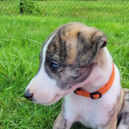 Swift's Liquid Gold (Maple) - White and red brindle Whippet puppy in Duluth, Minnesota from Swift Whippets