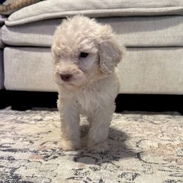 Willow (pink) - Cream female Goldendoodle puppy in Belleville, New Jersey from New Jersey Doodles and Frenchies