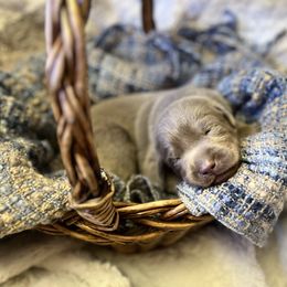 Reel - Chocolate male Labrador Retriever puppy in Sweet Home, Oregon from Knotty Creek Labradors