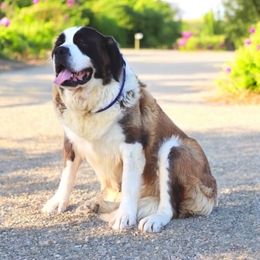 Bridget - Saint Bernard