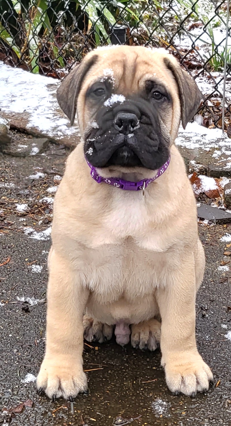 Boy 1 - Bullmastiff puppy in Woodburn, Oregon from Showdown Kennels