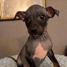 Rift - Black brindle and white male American Hairless Terrier puppy in Phoenix, Arizona from Bare Valley