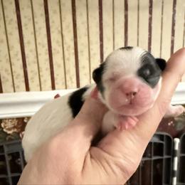 Buddy - Black and white male Shihpoo puppy in Whitehall 18052, Pennsylvania from Lilli’s Shih tzus and Shih poos