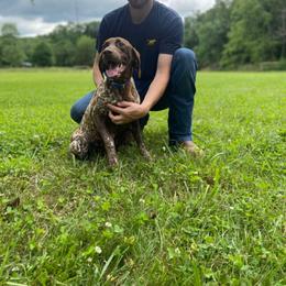 Benelli - German Shorthaired Pointer