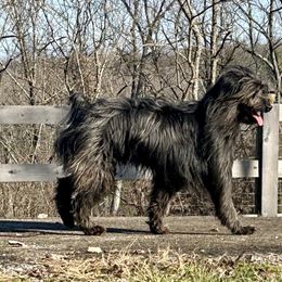 Reven - Pyrenean Shepherd