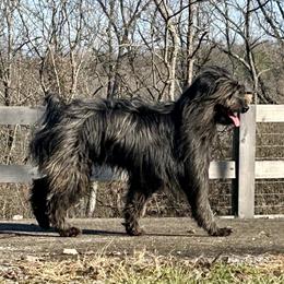 Reven - Pyrenean Shepherd
