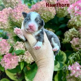 Boy 2 - Merle male Bernedoodle puppy in Midland, Michigan from Northern Charm Farm