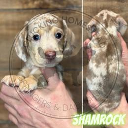 Shamrock - Chocolate and cream male Dachshund puppy in Fond Du Lac, Wisconsin from Clucking Homestead Springers & Dachshunds