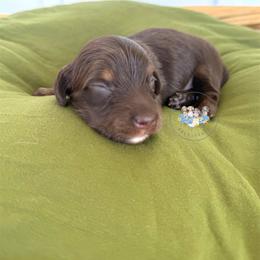 S'mores - Chocolate and tan male Dachshund puppy in Cave City, Kentucky from Mammoth Cave Dachshunds