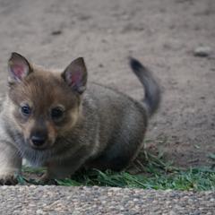 Swedish Vallhund Puppies from Maena Swedish Vallhunds