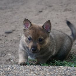 Swedish Vallhund Puppies from Maena Swedish Vallhunds