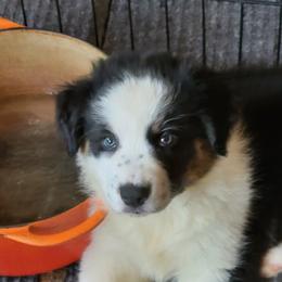 Gina - Black tri-color female Australian Shepherd puppy in Guthrie, Oklahoma from 2bar Aussies