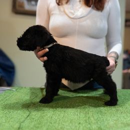Max - Giant Schnauzer puppy from Above Par Kennels