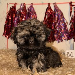 Boy 2 - Brindle male Shih Tzu puppy in Hibbing, Minnesota from Iron Range Shih Tzu and Puppies