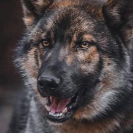 Togo - Gerberian Shepsky