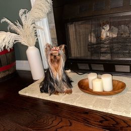 Davina - Yorkshire Terrier