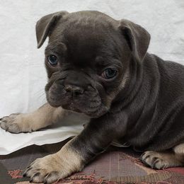 French Bulldogs from Familia French Bulldogs