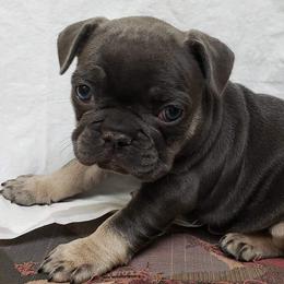 French Bulldogs from Familia French Bulldogs