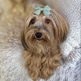 Ruby - Havanese