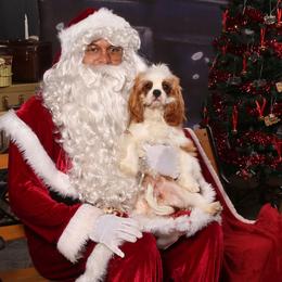 Zel - Cavalier King Charles Spaniel