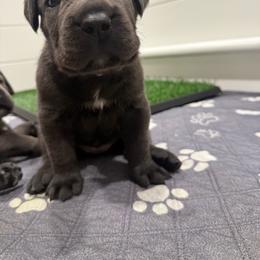 Grey female small white stripe on chest pink collar - Gray female Cane Corso puppy in Cherry Valley, California from Liberty Corsos